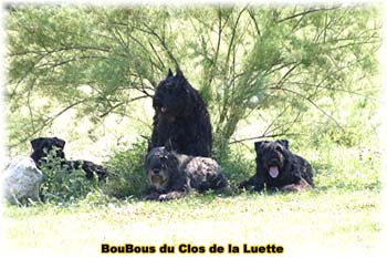 Bouvier des Flandres image  -  Elevage du Clos de la Luette - Copyright dpos